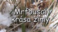 Mrfousci - krása zimy (film)
